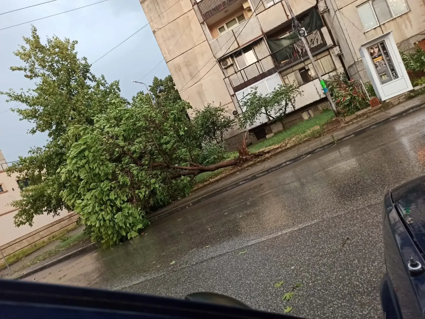 Буря удари Петрич: съборени дървета, засегната инфраструктура в града
