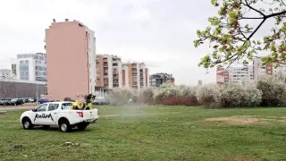 Жители на София алармират за бълхи в паркове, градския транспорт и жилищни блокове