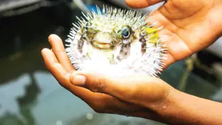 Турция предотврати появата на близо 50 млн. опасни риби балон