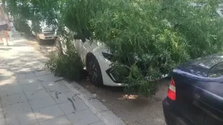 Паднал клон разби кола във Видин! Собственичката разбра за щетата от минувач, не от общината