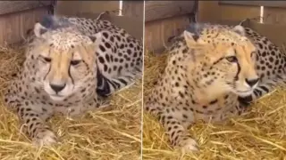 Кадри показаха как женска гепардка повика мъжкия, защото й стана самотно
