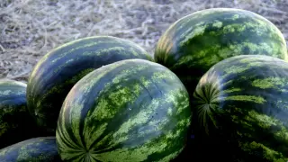 Български дини гният по полетата, производители отказват да берат