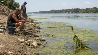 Цъфтеж на водорасли парализира риболова по Дунав край Русе