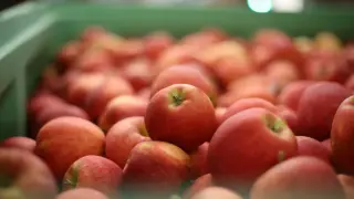 Ябълките в ЕС намаляват, очаква се спад от над 15% - причината са сланите
