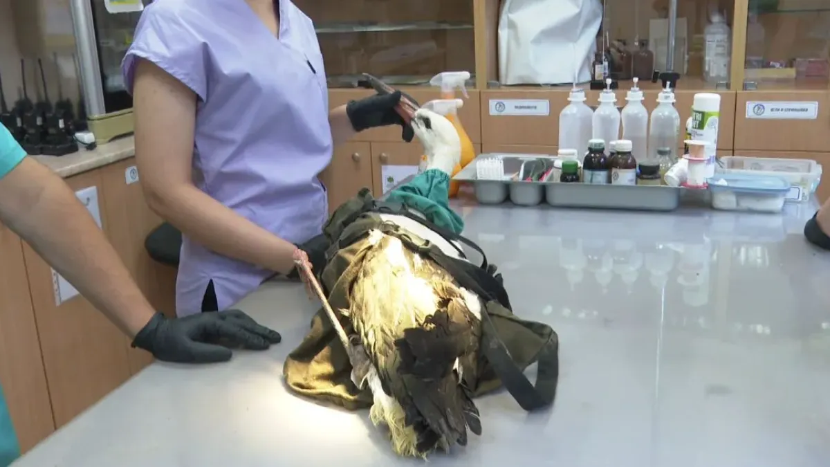 Борят се за живота на пострадал щъркел
