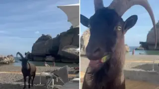 Козел си похапна от храната на турист на турски плаж