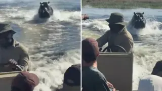 Кадри показват как хипопотам тръгна да преследва туристи