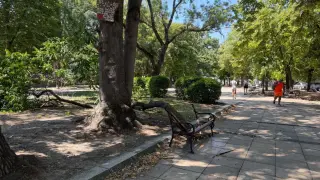 Дърво падна и разцепи пейка във Варна Снимки