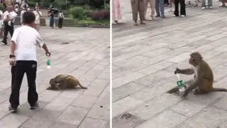 Момче даде бутилка вода на маймуна, която пиеше от локва