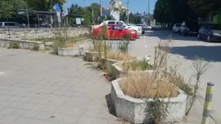 Сухи бурени в кашпоните в центъра на Варна