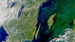 Токсични водорасли плъзнаха в Балтийско море, властите забраниха влизането!