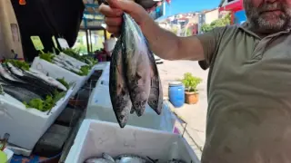 Първият паламуд за сезона е на пазара в Турция, цената изненада