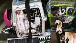 Очевидци: Психично болна жена тъпче кучета в клетки и ги вози с колички в столичен квартал