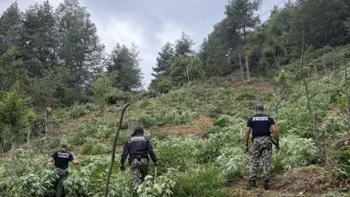 Гранична полиция разкри над 3,2 тона канабис в Пирин