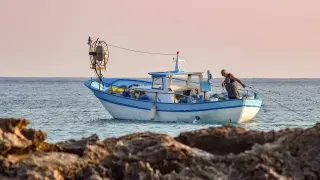 Добри новини от морето: Паламудът се завърна в големи количества