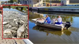 Екологично бедствие в Европа: Над 4 тона мъртва риба в приток на Одер