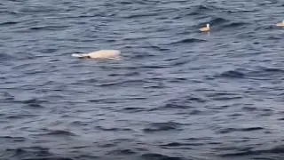 Още един дрон изплува в морето - този път край Несебър