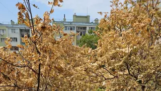 Гъсеници покриват вход и терасите на блок в „Меден рудник“, тревожат живущите с деца