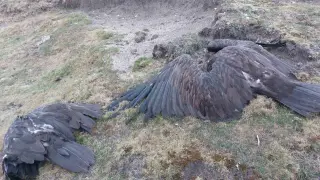Поставянето на примамки с отрова да се разглежда като престъпление - подготвят предложения за промяна в закона