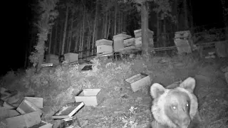 Мечка вилня в асеновградско село - нанесе щети за над 5300 евро в пчелин и изяде 150 кг мед