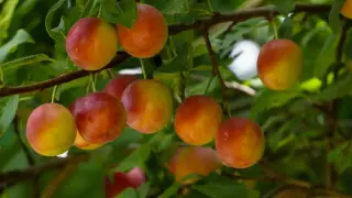 Рускинята добре ни нареди