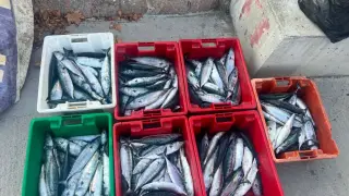 Паламудът дойде по-рано на Южното Черноморие и се появи проблем за рибарите