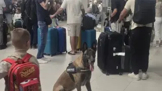 На летището: служебно куче и негов водач издирват взривни вещества с надеждата да не открият нищо