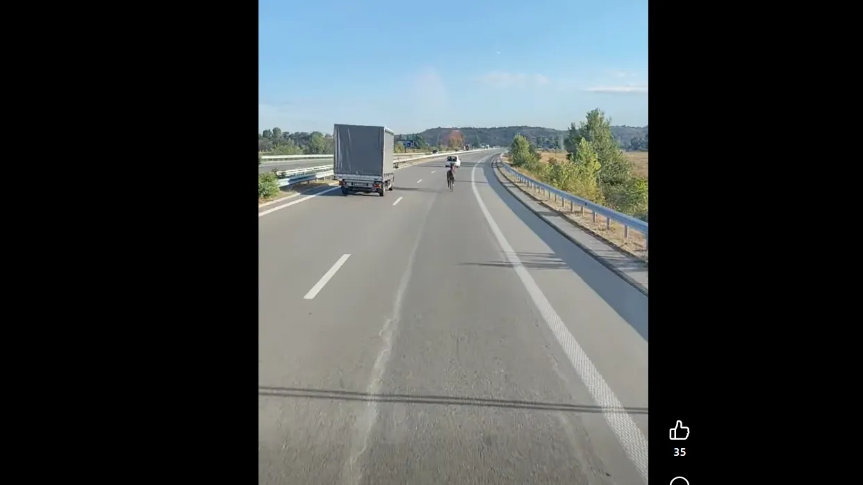 Кон галопира по АМ "Струма"