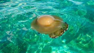 Необичайната медуза "пържено яйце" се показа от водите на Мраморно море