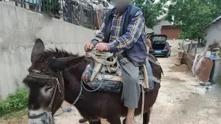Борислав Борисов: Издръжката на едно магаре в Софийския зоопарк е двойно по-висока от минималната пенсия