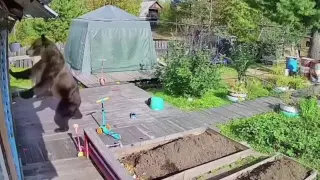 Мечка едва не нахлу в къща с жена и деца