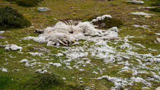 Биологична опасност край Петрич: Заровиха заразени животни до пасища и дере