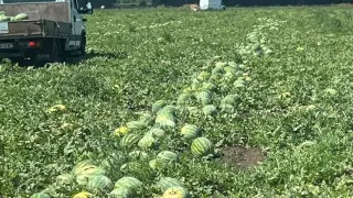Дини и пъпеши гният по полетата в Добруджа заради свръхпроизводство и внос от други страни