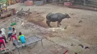 Бездомно куче нападна мъже в Индия