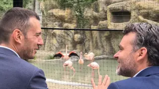 Шест розови фламинги с нов дом в Софийския зоопарк: Терзиев разкри какво предстои