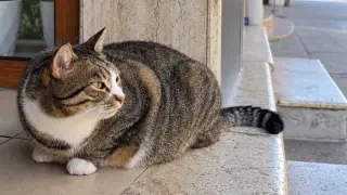 Котето Мара от Бургас стана световна звезда покрай "Евровизия"