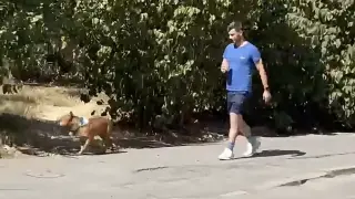 Спор в „Младост“ след видео на питбул без каишка и намордник край детска площадка