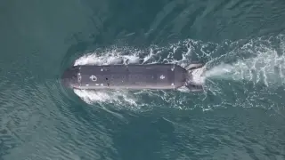 Пробив в подводните технологии: Британският дрон XV Excalibur изстреля торпедо