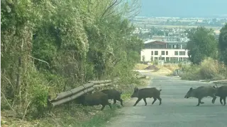 Стадо диви свине броди до София