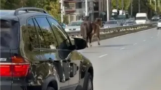 Необезпокоявани коне обикаляха сред колите в столичния „Люлин“