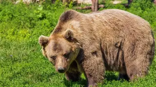 Мечка превърна родопско село в свой вечерен маршрут