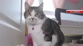 Котка спаси дома си от крадци