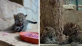 Двойна радост в Зоопарк Стара Загора: Родиха се леопардови близнаци