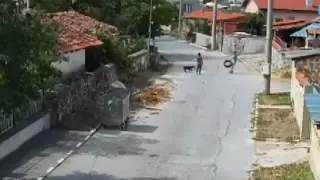 Две момчета малтретираха куче в пазарджишкото село Левски