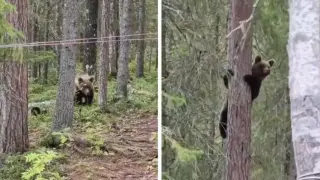 Мечка скочи на дърво, когато се натъкна на туристи