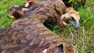 Присъда в Сърбия за отравянето на черен лешояд, освободен в България