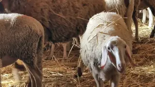 Ново огнище на шарка по овцете в Пловдивско: Въвеждат ограничения в десетки населени места