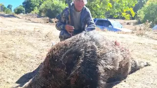 81-годишният бай Кольо повали 180-килограмов глиган с един изстрел