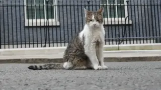 Котаракът Лари е претърпял операция