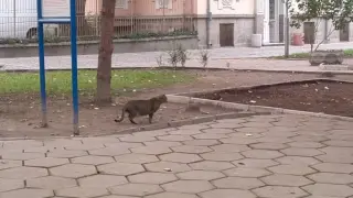 Скрита камера следи дърво в Пловдив: Причината изненада жителите на квартала
